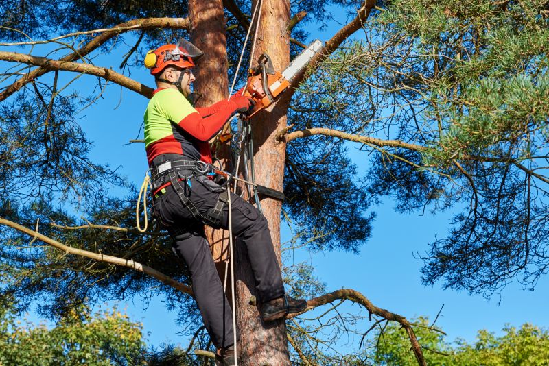 Tree Felling Process