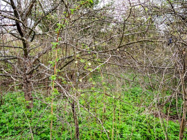 Underbrush Clearing in Claremore