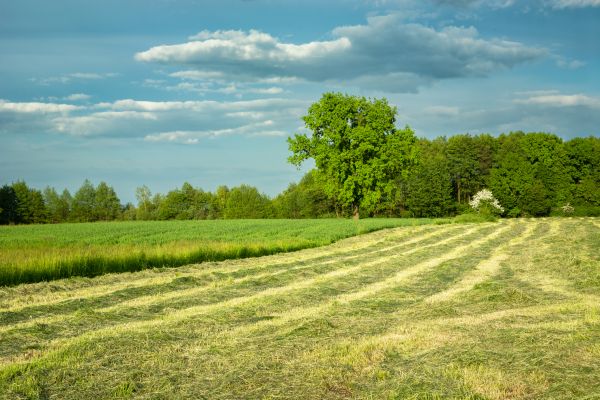 Cost of Vegetation Removal in Claremore