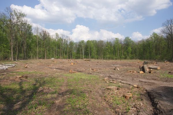 Cost of Pasture Clearing in Claremore