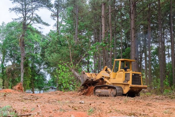 Forest Thinning in Claremore