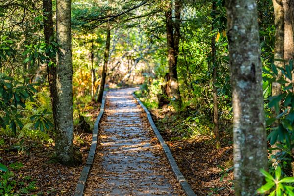 Cost of Trail Clearing in Claremore